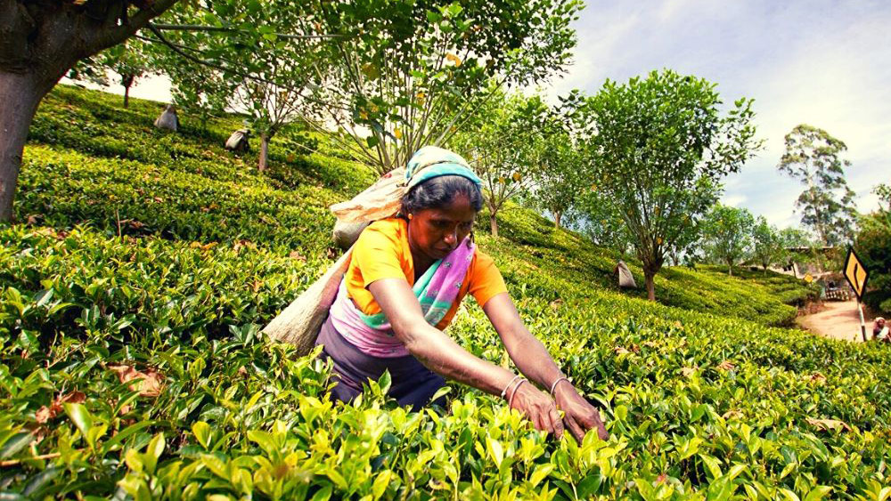 Tea Plantation Tour