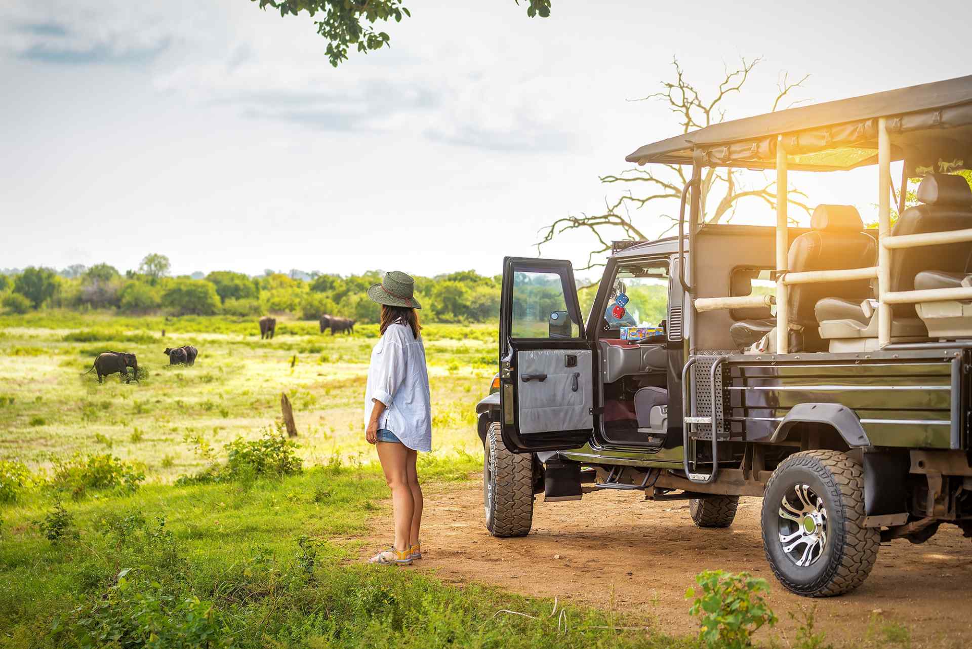 Embark on a Safari